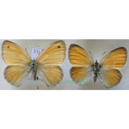 Coenonympha pamphilus (Linnaeus, 1758) pair Strzępotek ruczajnik Czech33j